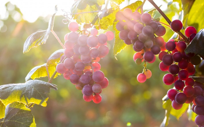 природа виноград еда