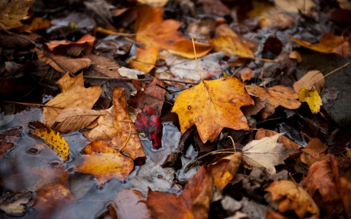 природа листья лужа осень