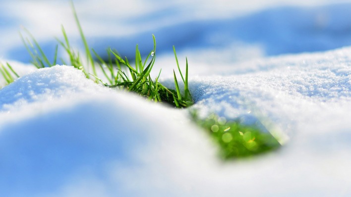 природа трава снег зима
