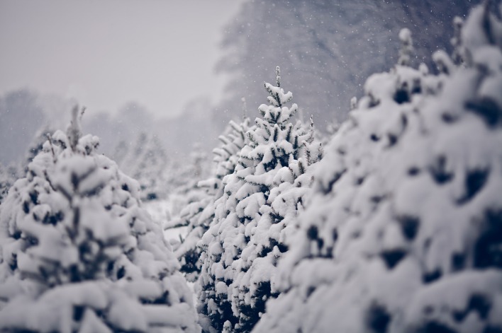 природа деревья зима ели снег