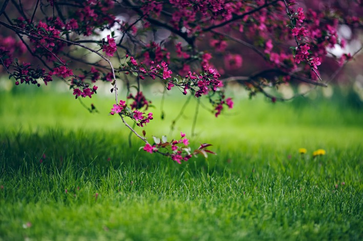 природа трава деревья цветы