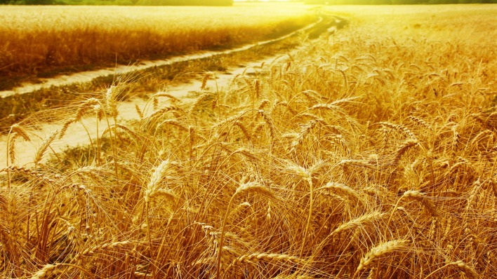 природа поле пшеница