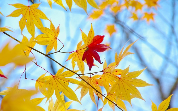 природа листья осень ветка