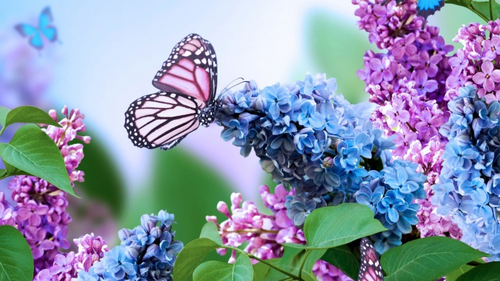 природа бабочка животные цветы синие