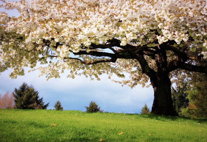 дерево цветение поляна tree flowering glade
