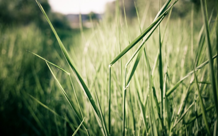 природа трава nature grass