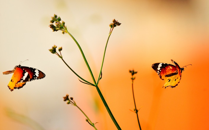 природа животные насекомое бабочки ветка nature animals insect butterfly branch