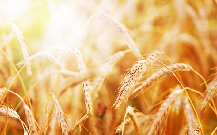 природа пшеница nature wheat