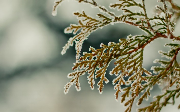 природа ветка зима снег ель nature branch winter snow spruce