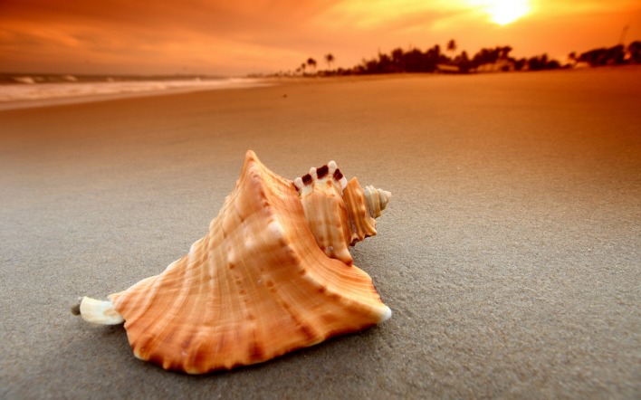 ракушка на песке закат берег shell on the sand sunset shore