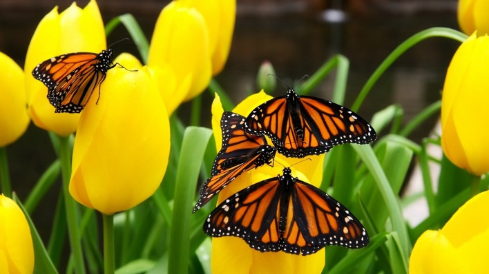 природа желтые тюльпаны цветы бабочки насекомые животные nature yellow tulips flowers butterfly insects animals