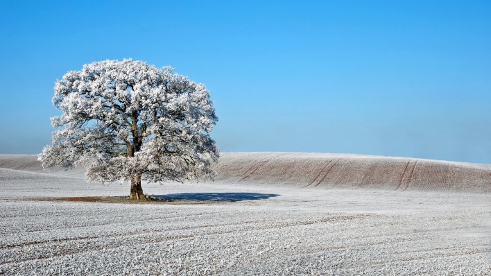 дерево поле иней tree field frost