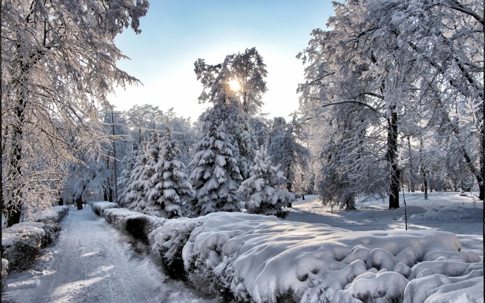 снег зима лучи деревья snow winter rays trees