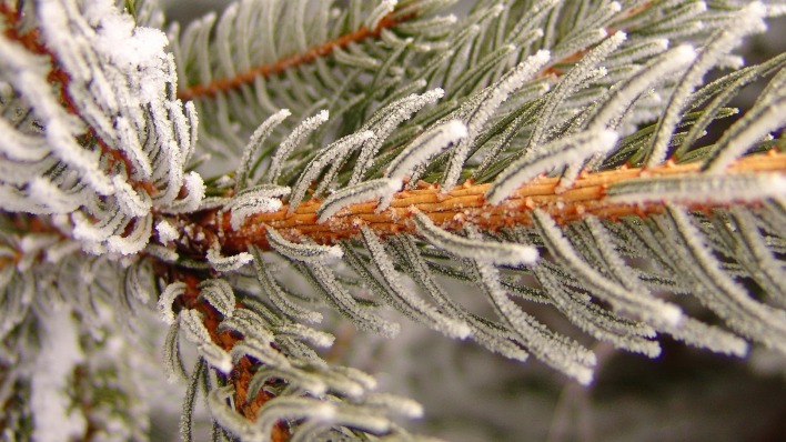 природа снег зима ель nature snow winter spruce