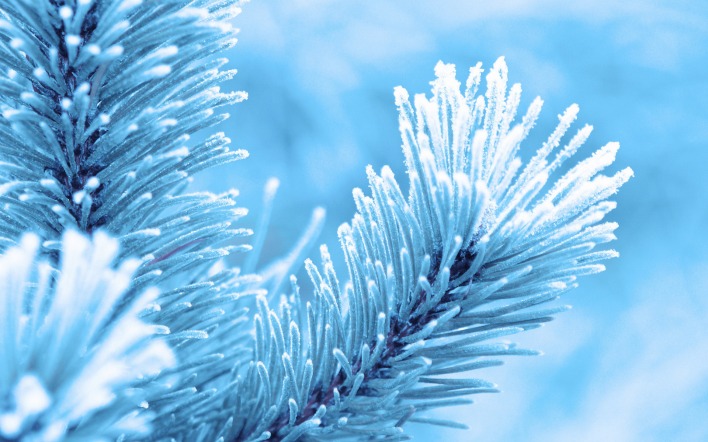 ветка снег иней сосна branch snow frost pine