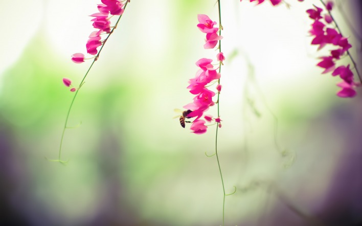 пчела цветы розовые flowers pink bee