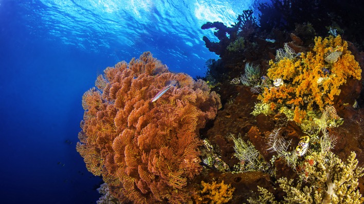 подводный мир кораллы underwater world corals