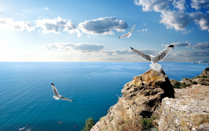 природа море горизонт чайки птицы животные