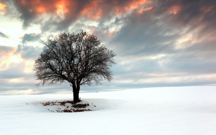 природа деревья снег