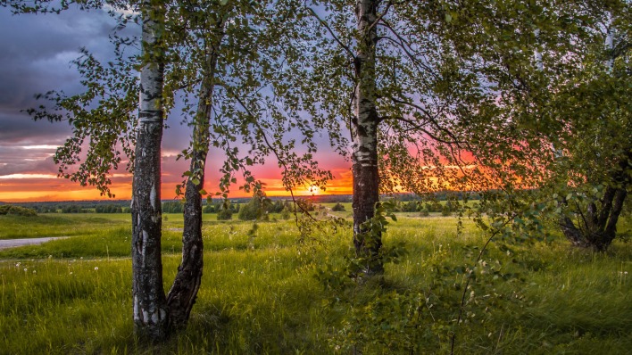 березы закат birch sunset