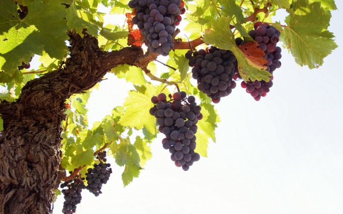природа еда деревья виноград