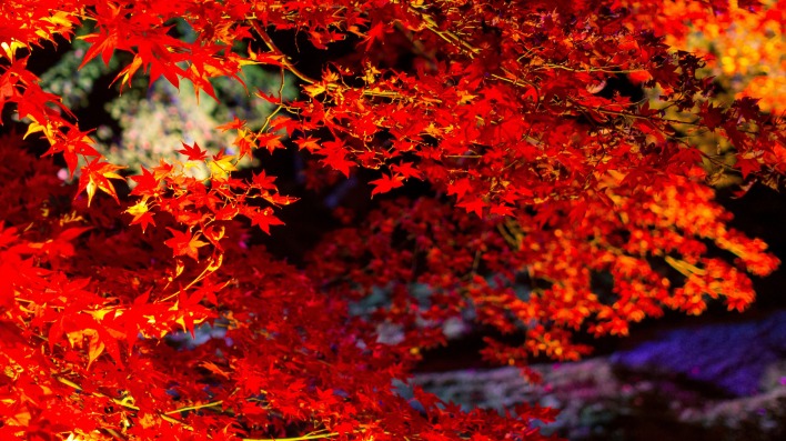 осень листья autumn leaves