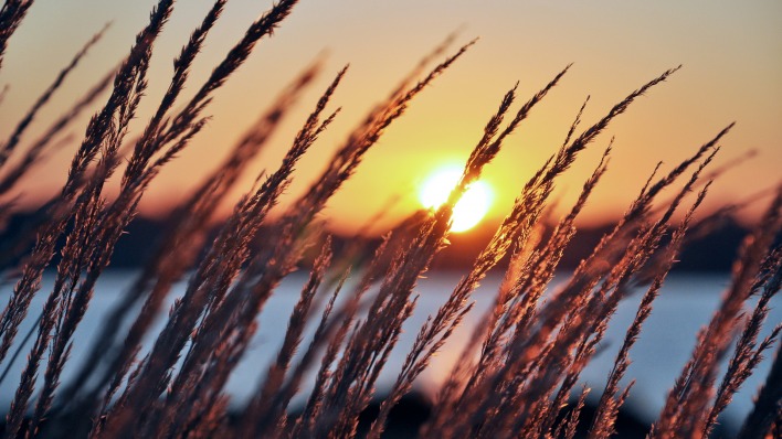 природа солнце закат трава nature the sun sunset grass