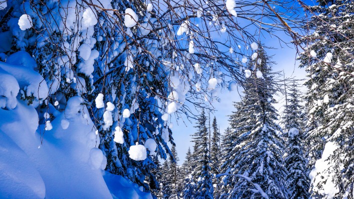 снег ветви лес snow branches forest