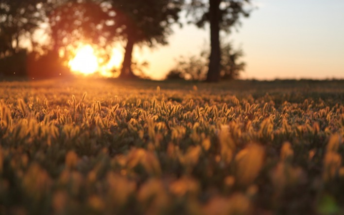 закат трава sunset grass