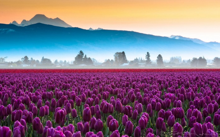 тюльпаны сиреневые поле tulips lilac field