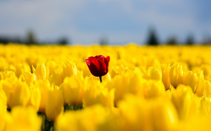 тюльпан красный поле тюльпаны желтые
