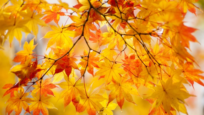 природа деревья листья осень