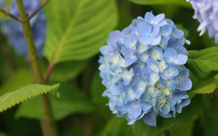 природа цветы синие