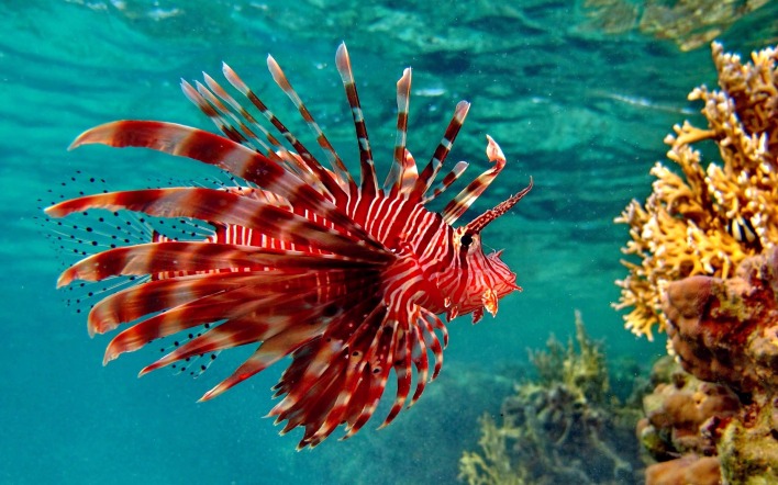 природа рыба море коралловый риф