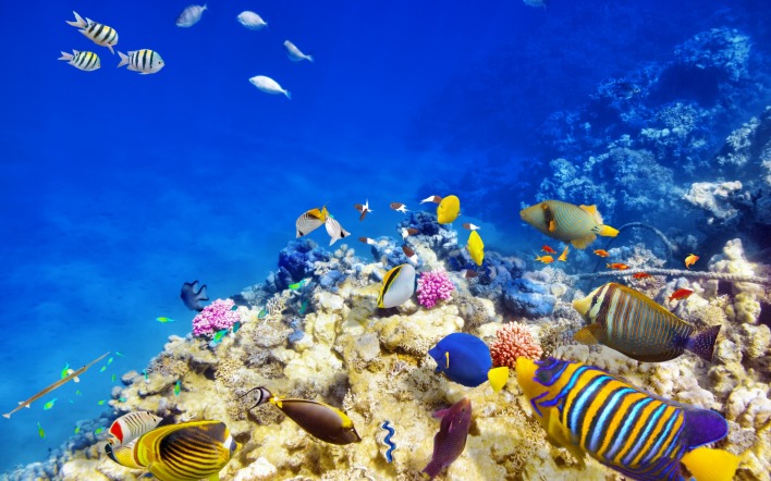 природа риф животные рыбы кораллы