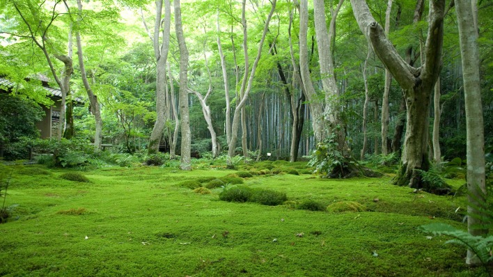 зелень лес деревья