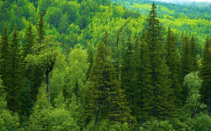 лес зелень лето
