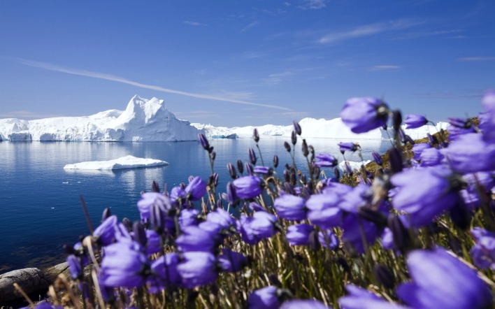 айсберг ледник цветы