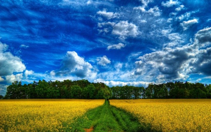 поле желтое дорога небо
