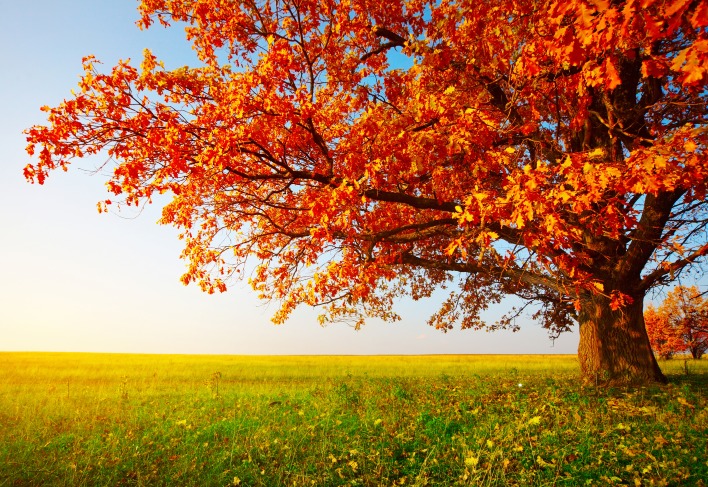 Осень дерево дуб поле