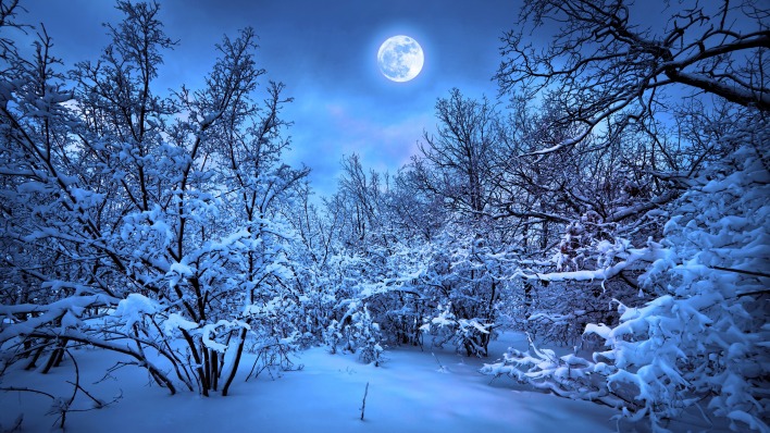Снег лес луна ночь