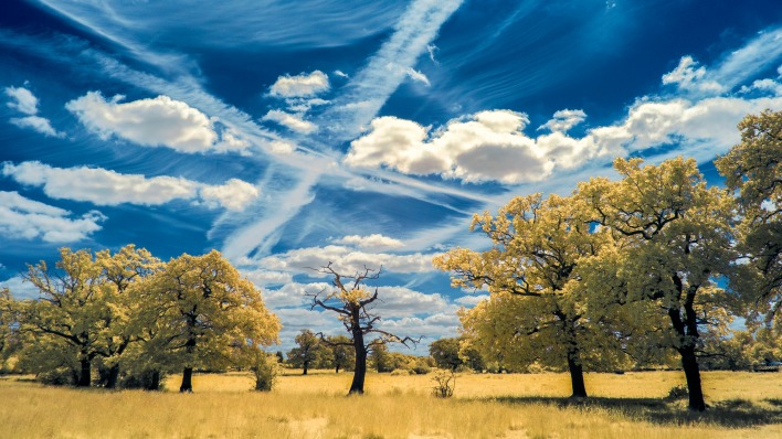 деревья небо облака
