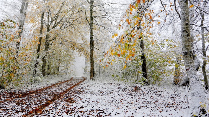лес снег осень