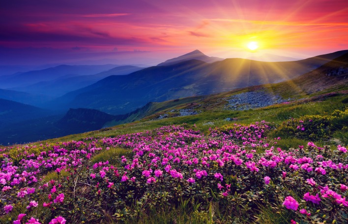 закат горы цветы поляна