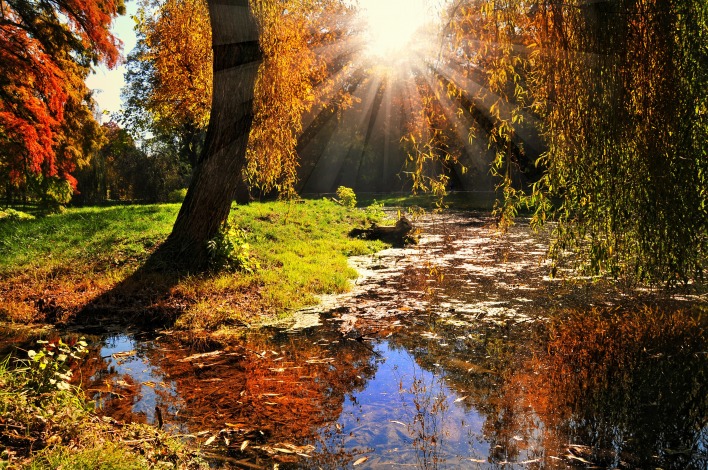 Солнце деревья трава вода