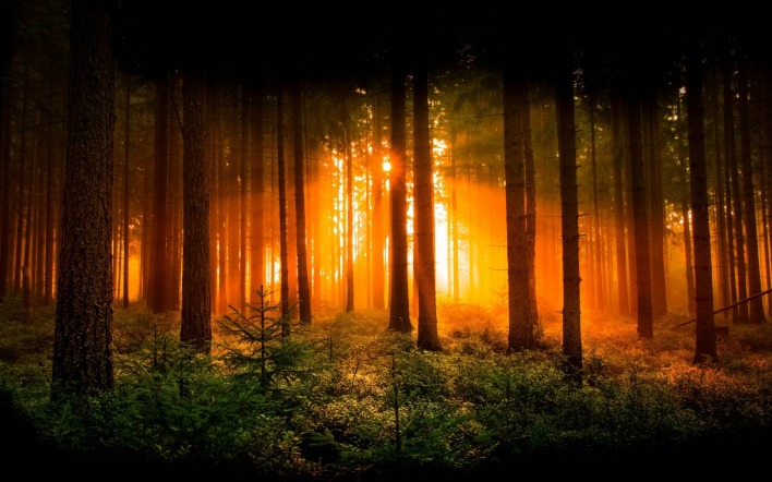 лес деревья солнечные лучи