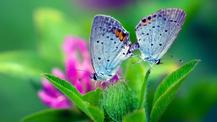 бабочки макро цветы