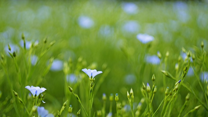 цветы трава фокус