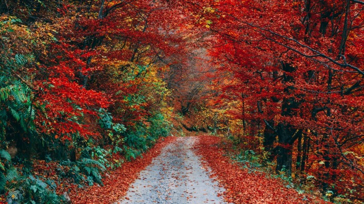 дорога,осень,деревья,листопад