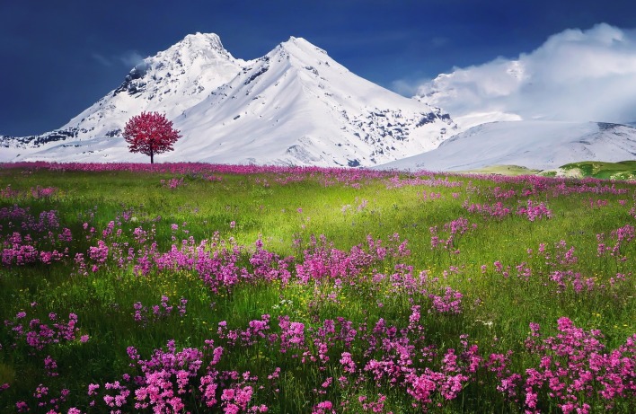 горы,снег,цветы,зелень